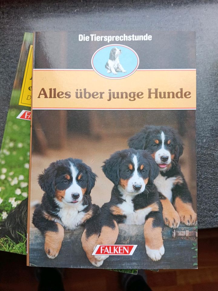 Alles über junge Hunde in Falkenberg Oberpf