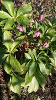 Lenzrose Nieswurz Helleborus orientalis  rosa Niedersachsen - Wenzendorf Vorschau