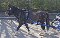 Pony Hengst nmprs/ amhr Bayern - Günzburg Vorschau