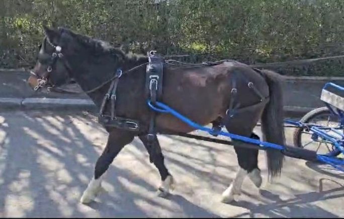 Pony Hengst nmprs/ amhr in Günzburg