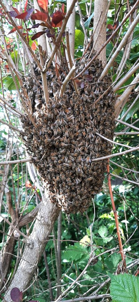Bienenschwarm in Celle