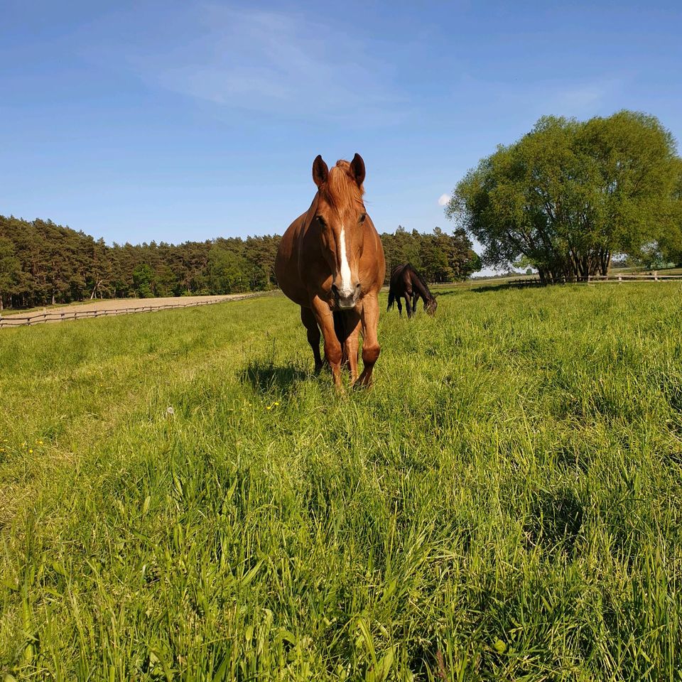 Sommerferien Reiterferien Kinder Reiterhof Reiturlaub Ponyhof in Lüneburg