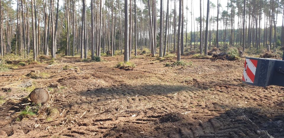 Forstmulchen Rekultivierung in Hagenow