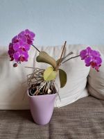 Große Orchidee mit Topf Dresden - Neustadt Vorschau
