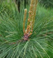 Amerikanische Rotkiefer Pillnitz 30-40cm - Pinus resinosa Niedersachsen - Bad Zwischenahn Vorschau