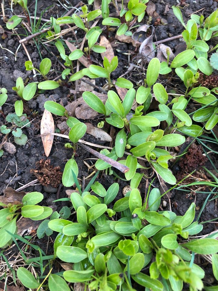 Christrose, Lenzrose, Helleborus Jungpflanzen, dunkelrosa in Stadtbergen