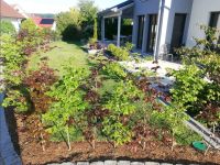 Rotbuche / Blutbuche - vermischt als Hecke Bayern - Elsendorf Vorschau