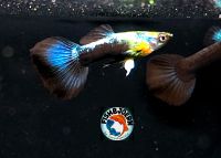 Guppy Neonblau Paare 10€ Brandenburg - Borkwalde Vorschau