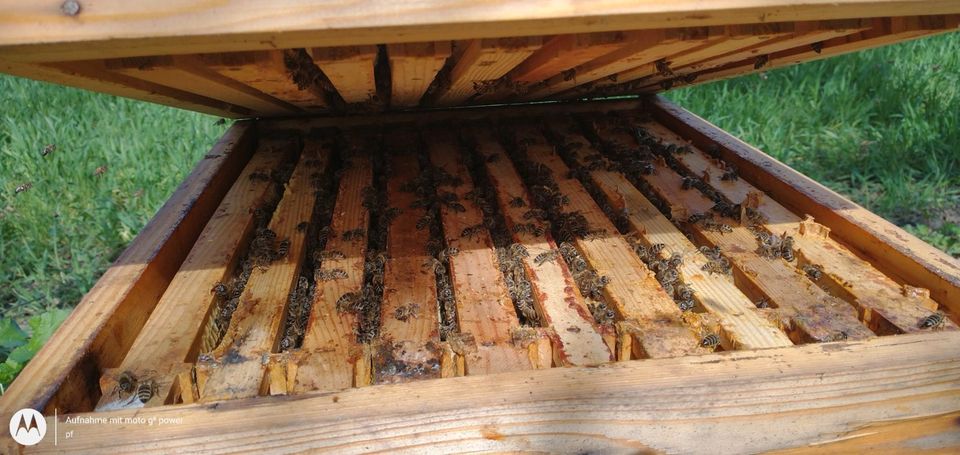 Bienenvolk Imkerei Zander in Lienen
