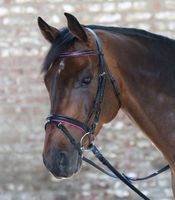 Trensenzaum Diamond engl. komb - fuchsia - Pony Baden-Württemberg - Gunningen Vorschau