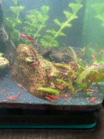 12 junge rote Mini Garnelen für Aquarium Nordrhein-Westfalen - Mülheim (Ruhr) Vorschau