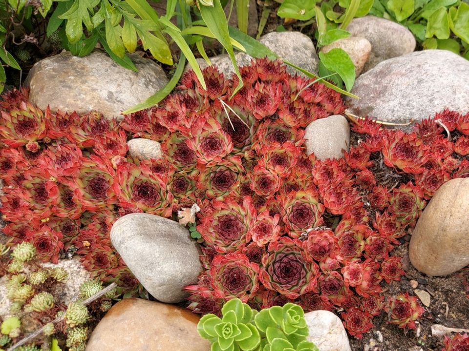 ☘️ Hauswurz - Sempervivum Sorten Steingarten Bodendecker 8Stk/1€ in Ziltendorf