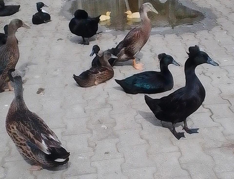 kalkmurmeln Enten Cayuga Pommernenten Schopfenten Laufenten in Mühldorf a.Inn