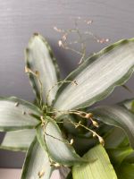 Murdannia loriformis Bright Star Tradescantia Zimmerpflanze Nordrhein-Westfalen - Hagen Vorschau