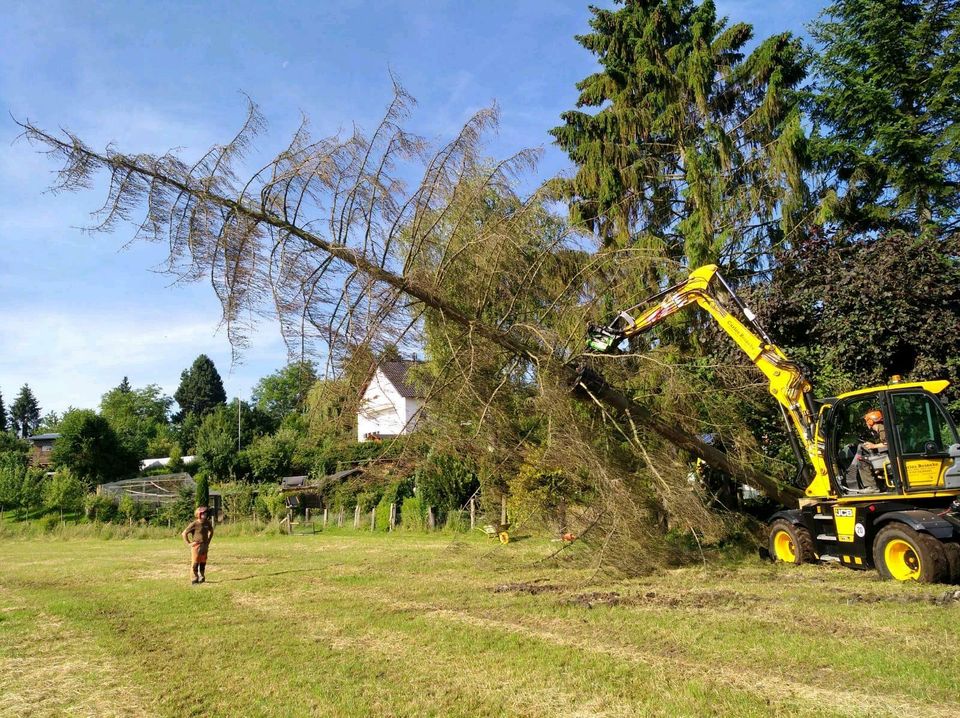 Problembaumfällung Totholz entfernen Baumpflege in Nieheim