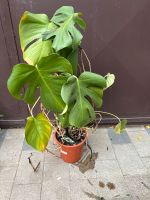 Monstera ca. 90 cm Thüringen - Kölleda Vorschau