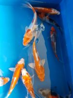 Koi ,  Japan koi , Teichfische Sachsen - Markkleeberg Vorschau