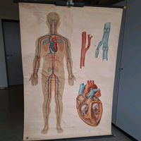 Wandkarte Rollkarte Schulkarte Mensch Biologie Blutkreislauf Thüringen - Apolda Vorschau