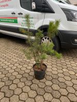 Waldkiefer  Pinus sylvestris C7,5 100-120cm Nordrhein-Westfalen - Simmerath Vorschau