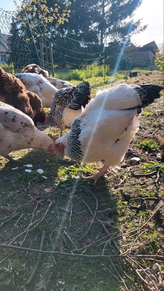 Bruteier bunt gemischte Hühner. Maran, Grünleger alles dabei! in Salzwedel