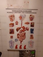 Rüdiger Anatomie großes Plakat Poster Gesundheitswesen Organe Dresden - Johannstadt Vorschau