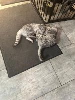 2 Brüder / Kater / Katzen suchen liebevolles zuhause Nordrhein-Westfalen - Wermelskirchen Vorschau
