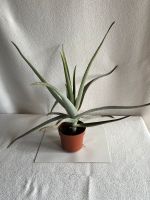 Aloe Vera (echte) ▶️ 4,00€‼️ Niedersachsen - Osnabrück Vorschau