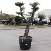 Olivenbaum Olea Europaea Nr.2 Tellerschnitt 190cm hoch inkl. Topf Nordrhein-Westfalen - Oberhausen Vorschau