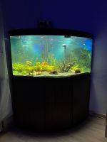 ❌Aquarium Eck 350 l FLUVAL komplett mit Besatz❌ Sachsen-Anhalt - Woltersdorf SA Vorschau