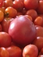 Bio Tomatenpflanzen Samenfest Saarland - Kirkel Vorschau