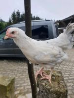 Zwei Hennen 3 Monate alt Bayern - Fürstenstein Vorschau