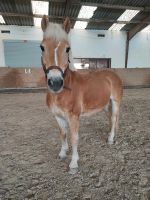 Reitbeteiligung für Haflinger Wallach in Hörstein Bayern - Alzenau Vorschau