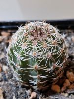 Echinocereus pamanesiorum ssp. bonatzii Saarbrücken-West - Klarenthal Vorschau