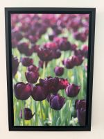 BLACK TULIPS auf Leinwand mit schwarzem Rahmen 46x65cm Altona - Hamburg Blankenese Vorschau