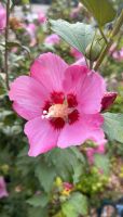 Hibiskus Senker Sachsen - Machern Vorschau