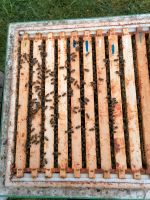 Bienen Wirtschaftsvolk (140€) und Ableger (80€) an Niedersachsen - Balge Vorschau