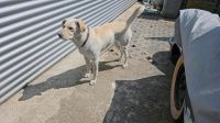 Hund zu verkaufen Wuppertal - Cronenberg Vorschau