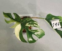 Rhaphidophora Tetrasperma Variegata ALBO - Monstera Minima - S16 Köln - Zollstock Vorschau