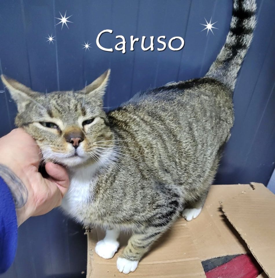 Kater Caruso ❤️ voller Liebe und Vertrauen ! in Berne