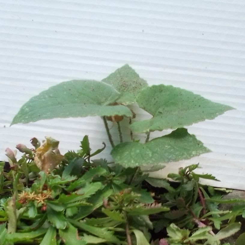 Lunaria annua, Silberblatt, Mondviole - ca 25 einjährige Pflanzen in Mutterstadt