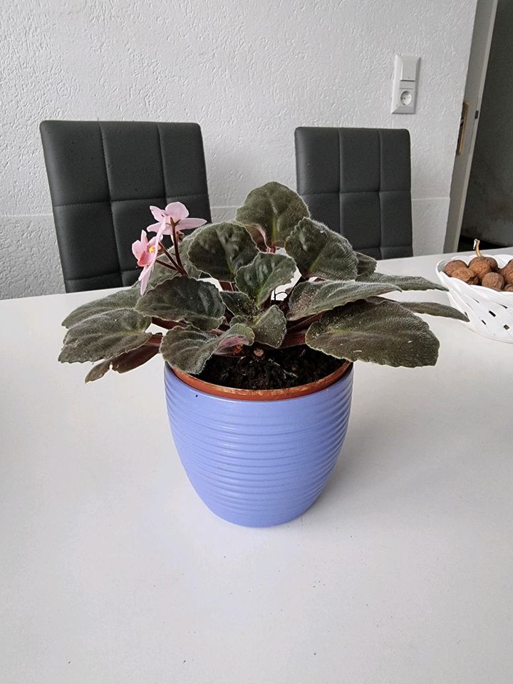 Verschiedene zimmer blumen in verschiedenen Größen und Preisen in Garbsen