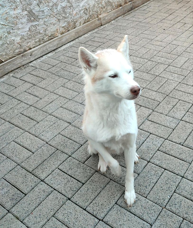 Husky Mädchen in Trippstadt