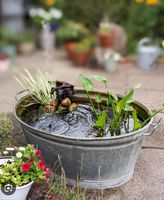 Mini Teich Zinkwanne Balkon Terrasse Garten Fische Pflanzen Baden-Württemberg - Schwäbisch Hall Vorschau