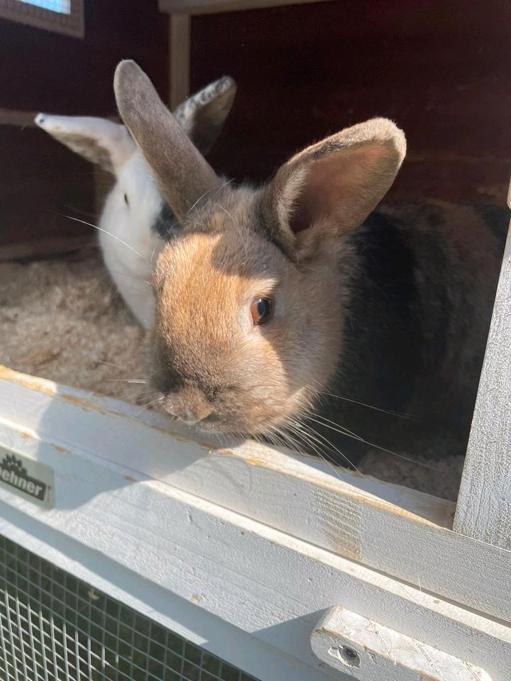 Zwergkaninchen, Hasen in Münster