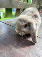 Mini Lop Zwergkaninchen Böckchen Sachsen - Oederan Vorschau