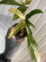 Philodendron Florida beauty variegata no monstera Berlin - Mitte Vorschau