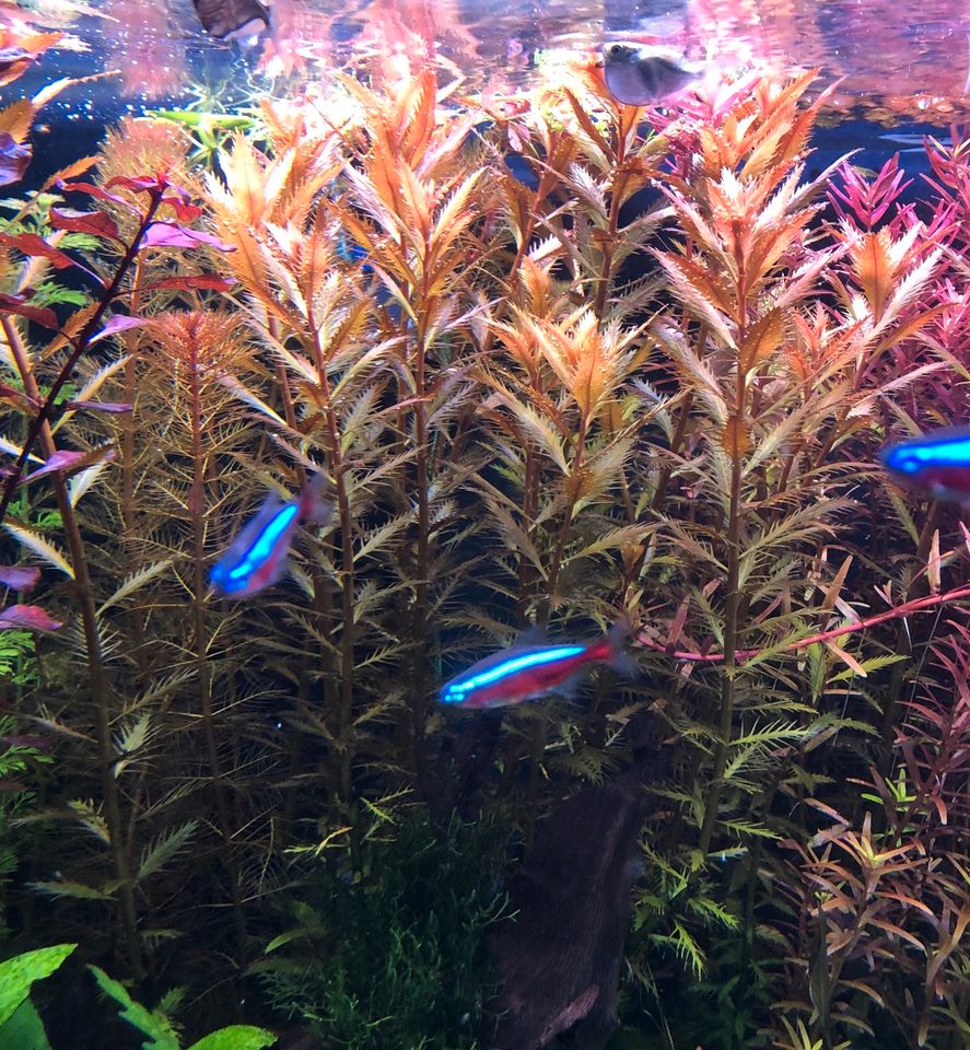 Cuba-Kammblatt- ‚Proserpinaca palustris‘ Rarität AquaScaping in Nürnberg (Mittelfr)