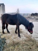 Pony in gute Hände abzugeben Bayern - Weihenzell Vorschau