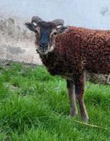 Soay Bock kastriert Nordrhein-Westfalen - Velbert Vorschau