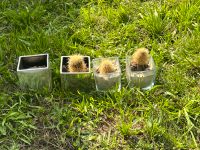 Kakteen und Übertöpfe Kaktus Topf Deko Garten Baden-Württemberg - Mannheim Vorschau